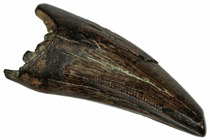 Serrated Tyrannosaur Tooth - Judith River Formation #335898